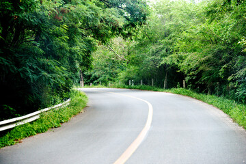 Canvas Print - Asphalt curvy road through the deep forest