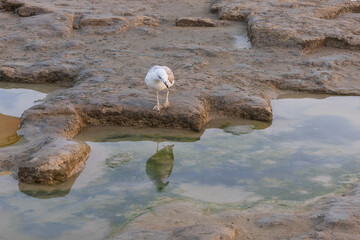 Wall Mural - A seagull stands on a rock and catches fish at low tide.