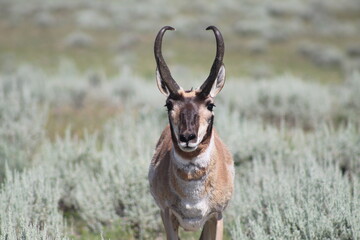 an antelope buck
