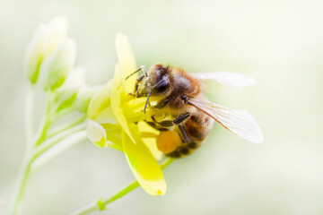 Sticker - close up of bee sitting on flower