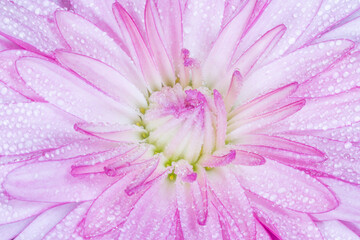 Poster - pink chrysanthemum flower covered with dew drops