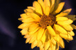 Yellow Flower Sunflower Garden Słoneczni Ozdobny Żółty Kwiat Płatki 