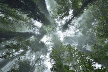 Looking Upwards In Rainforest, Dorrigo, Dorrigo National Park, New South Wales, Australia