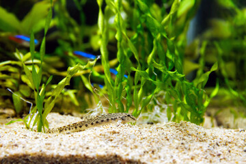 Spined loach (Cobitis taenia) is a common freshwater fish in Europe