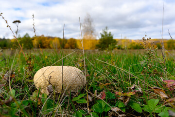 Champignon mushroom with autumn landscape.