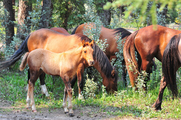 Wall Mural - wild horses of Sundre Alberta grazing in forested field