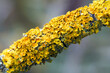 Nahaufnahme der gewöhnlichen gelbflechte auf einem dünnen ast, Xanthoria parietina