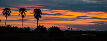 Three Palm Trees And The Sun Setting Over The Selinda Reserve; Selinda Reserve, Botswana