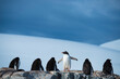 © Designpics - Gentoo penguin (Pygoscelis papua) in Antarctica; Antarctica
