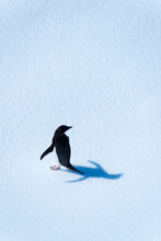 Adelie Penguin (Pygoscelis Adeliae) On The Ice In Antarctica; Antarctica