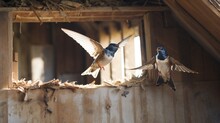 A Pair Of Swallows Building A Nest Under The Eaves Of A Rustic Barn, A Testament To Their Craftsmanship