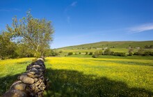 A Stone Fence Through A Field With Wildflowers Near Gunnerside; Swaledale, Yorkshire, England