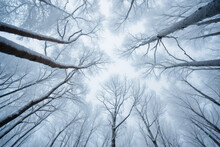 Looking Up At The Snow Covered Tops Of Trees
