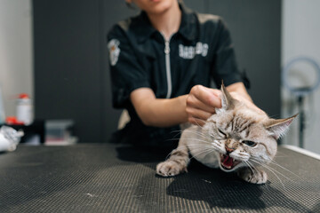 Closeup portrait of angry domestic cat having pet procedures on animal salon. Close-up of unrecognizable female groomer cleaning and drying ear of cat after grooming and washing using cotton cloth