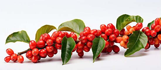 Wall Mural - Ripe and unripe coffee berries on a white background