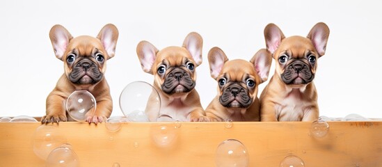 Poster - French bulldog puppies bathing in a bubbly wooden basin