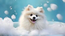 Bathing Cute White Pomeranian Spitz In Bathtub With Foam And Soap Bubbles.