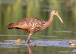Limpkin at Chain O'Lakes State Park. 