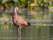 Limpkin at Chain O'Lakes State Park