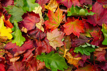 Colorful red, orange, yellow and green fall oak and maple leaves during autumn with nice lighting. Nice backdrop or background texture for graphics design projects. Detailed photo