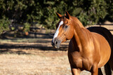 Fototapeta Konie - Beautiful copper colored horse with a friendly expression against a background of oak trees