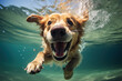 a smiling dog jump into a water, underwater photography
