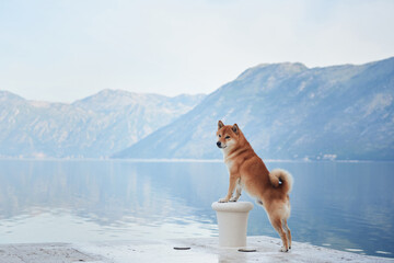 Wall Mural - red dog on the embankment at sea and mountains. Shiba Inu near the blue water 