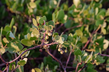 Canvas Print - Close up on plants growing in the arid landscape of southern Utah. 