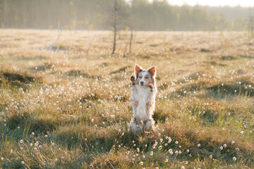 Wall Mural - funny dog in nature. Marbled Border Collie in foggy field at sun