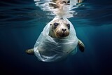 Fototapeta  - Seal animal in water, distressed seal with its body tangled in a plastic bag, wrapped in plastic bag, environment animal protection concept
