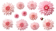 Pink Chrysanthemum Set: Top View Of Flowers, Buds, & Leaves On Transparent Background, PNG