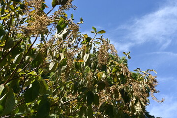 Sticker - Clethra barbinervis ( Japanese clethra ) fruits. Clethraceae deciduous tree. The capsules are densely hairy and ripen to brown in autumn. Young shoots are edible.