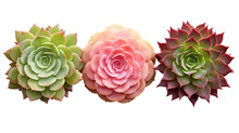 Three Different Succulents / Echeveria Plants Without Pots Isolated Over A Transparent Background, Natural Interior Or Garden Design Elements, Top View / Flat Lay, PNG