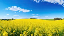 Field Of Yellow Rapeseed
