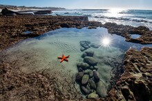 Red Starfish In A Rockpool