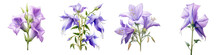 Bellflower  Flower Hyperrealistic Highly Detailed Isolated On Plain White Background