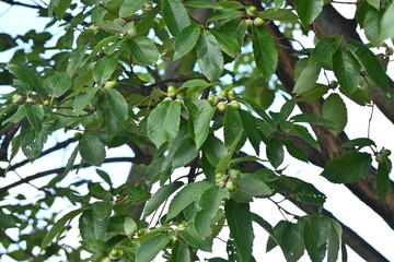 Wall Mural - Quercus serrata ( Konara oak ) acorns. Fagaceae deciduous tree.