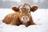 Fototapeta Dziecięca - a cute cow playing in the snow