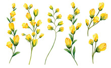 Set With Watercolor Yellow Wild Flowers Vector Illustration Isolated On White Background. Hand Painted Botany. Flower Blossom Buds