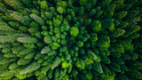 Fototapeta Na ścianę - Aerial / Drone view of the forest