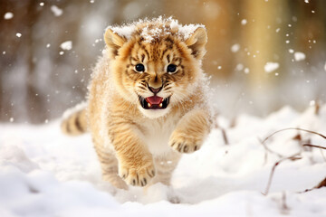 Wall Mural - a cute lion playing in the snow