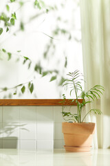 A comfortable room where warm afternoon sunlight
comes in through a window with a view of tree leaves