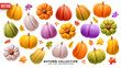 Pumpkin set realistic 3d design. Pumpkin for holidays and fall harvest season, Thanksgiving and Halloween. Ripe colorful vegetables, view from different angles. Butternut squash. vector illustration