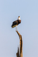 Canvas Print - White necked stork sitting on a treetop