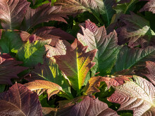 Rodgersia Podophylla 'Rotlaub' With Attractive Large Serrated Oval Palmate Leaves That Emerge Coppery-bronze In Summer