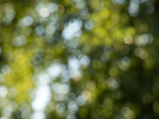 Wall Mural - Green bokeh effect and purposely blurred view of sunlight throught green leaves. Green, blurry background with photographic bokeh effect