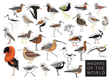 Birds Waders Of The World Sandpiper Snipe Plover Godwit Lapwing Jacana Set Cartoon Vector Character