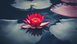 red lotus water lily blooming on water surface and dark blue leaves nature background.