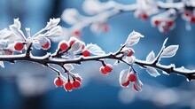 Frost-covered Branches Against A Clear Blue Sky Cool , Illustrator Image, HD