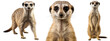 meerkat collection (portrait, standing), animal bundle isolated on a white background as transparent PNG